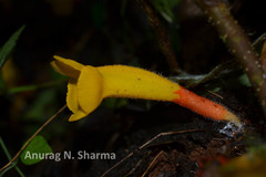 Christisonia bicolor